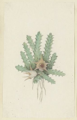 Huernia barbata (Masson) Haw.