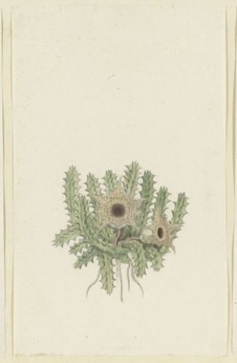 Huernia barbata (Masson) Haw.