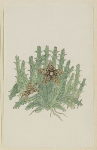 Orbea verucosa (Masson) L.C. Leach. (Hirsute stapelia)