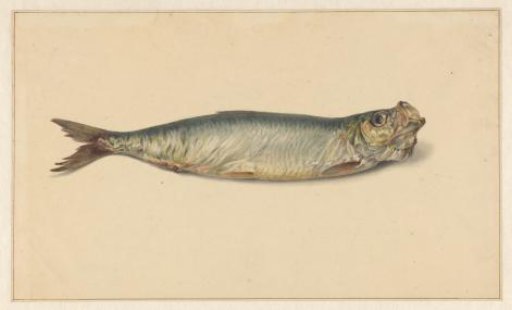 Herring