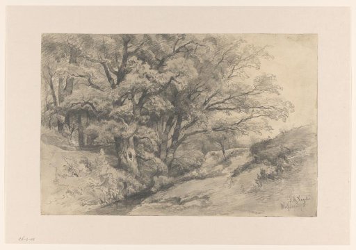 Woodland edge with a stream near Wolfheze