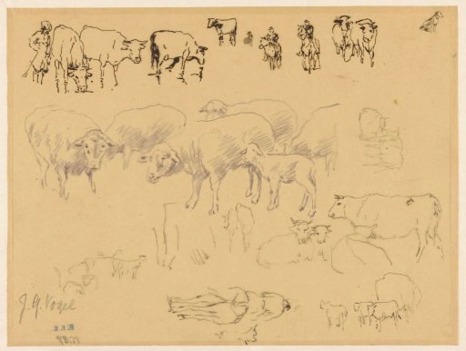 Study sheet with cows and sheep