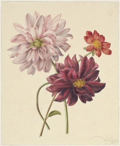 Dahlias