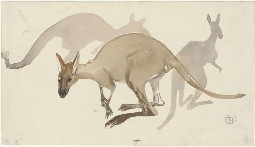 Kangaroos