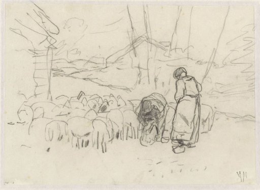 Shearing of sheep
