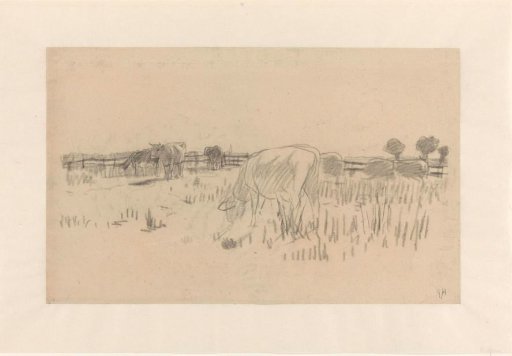 Grazing cows