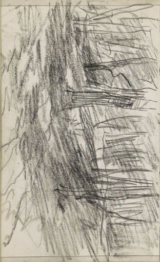 Forest floor
