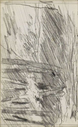 Tree trunks by a slope