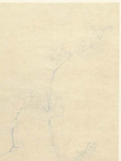 Lathyrus