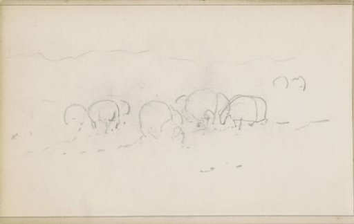 Grazing sheep