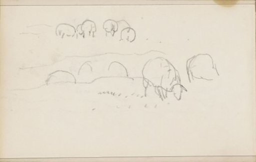 Grazing sheep
