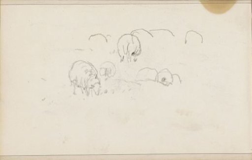 Sheep