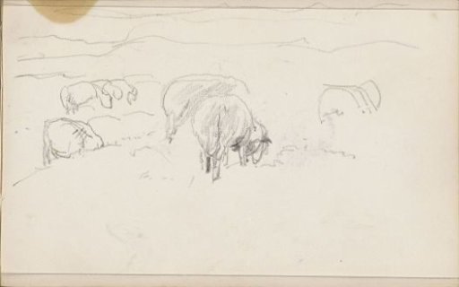 Hilly landscape with grazing sheep