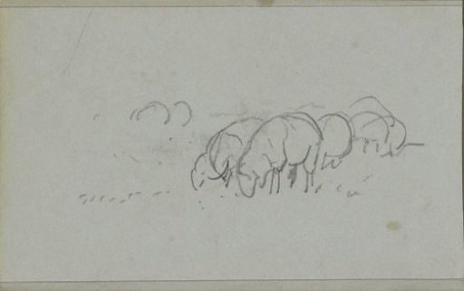 Grazing sheep