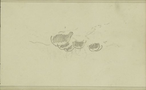 Grazing sheep