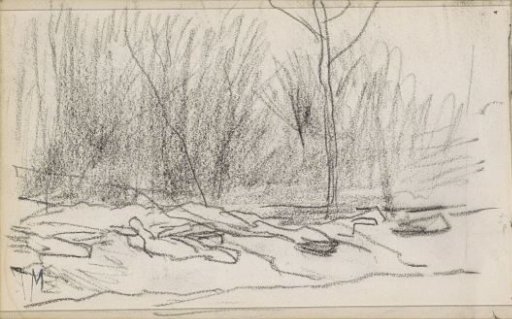 Pieces of wood by a forest edge