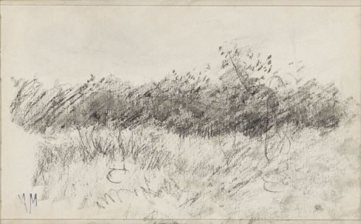 Landscape with grass and shrubs