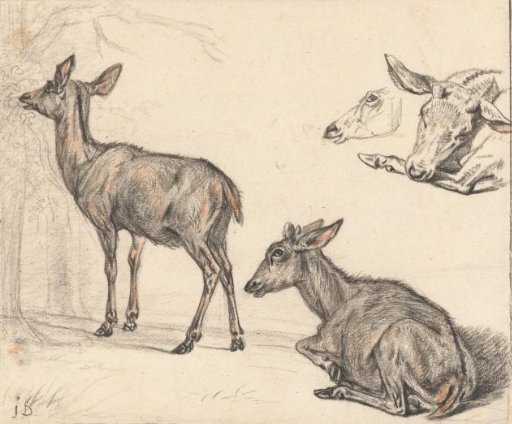 Studies of a Deer