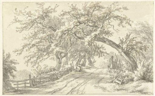 Trees Along a Road Near Broekhuizen in Drenthe