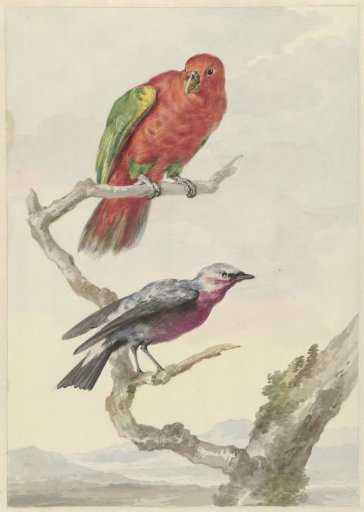 Two birds, including a red-green parrot