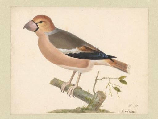 Greenfinch