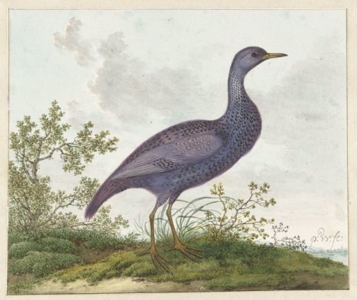 Spotted Crake (Porzana porzana) ?