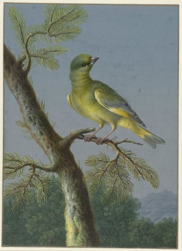 Greenfinch
