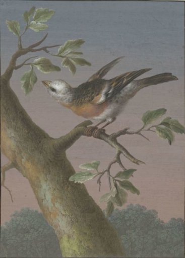 Snow Bunting