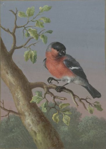 Eurasian Bullfinch