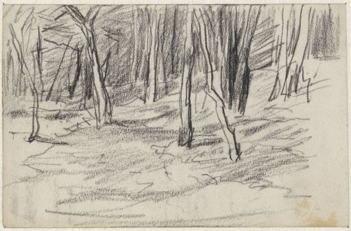 Forest landscape