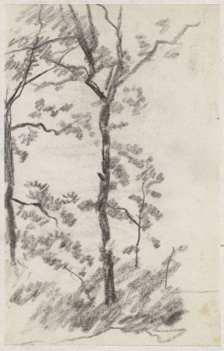 Study of a tree