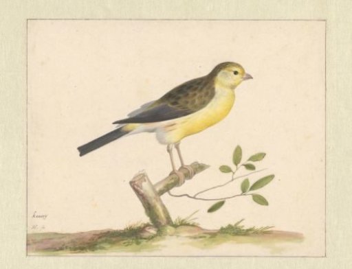 Wild canary