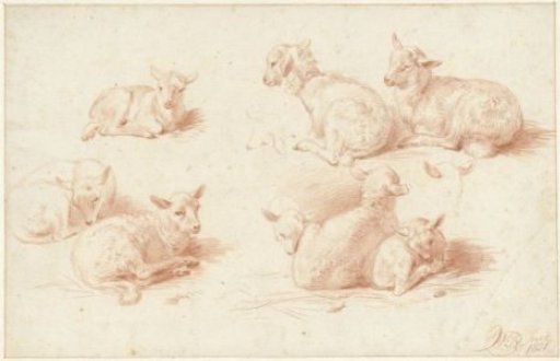 Studies of lambs