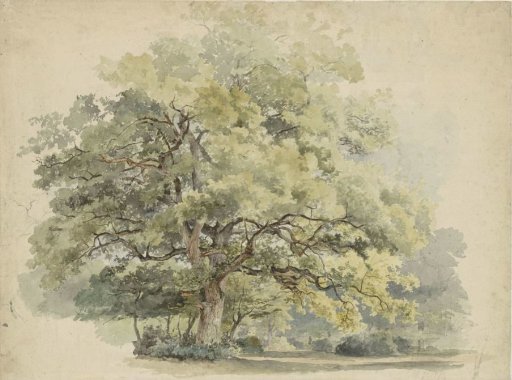 Tree study