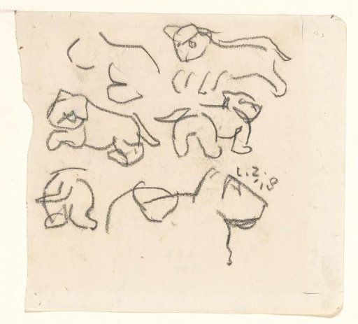 Sketches of a young lion