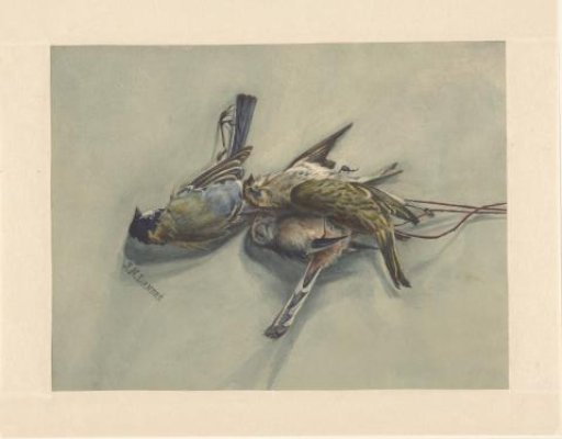 Still Life with Three Dead Birds