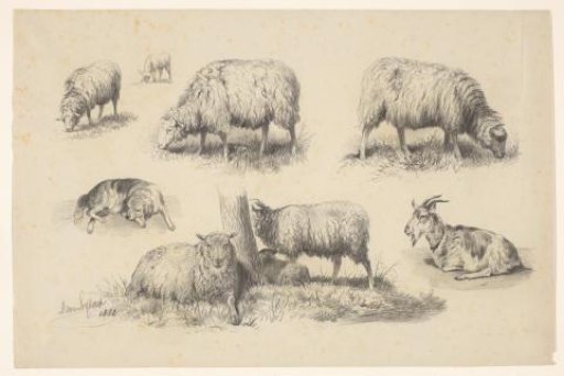 Study sheet with sheep, a goat and a dog