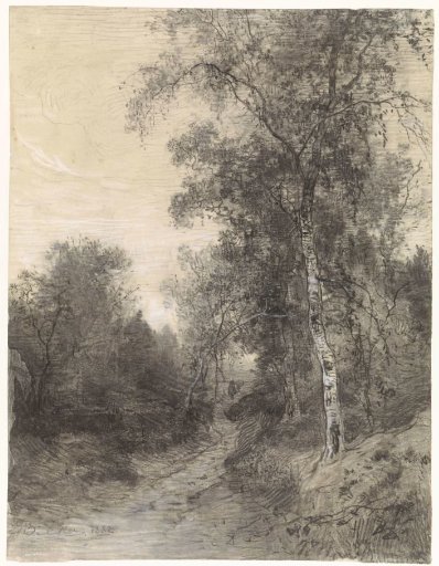 Forest view