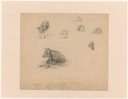 Studies of cows, a calf and a horse's head