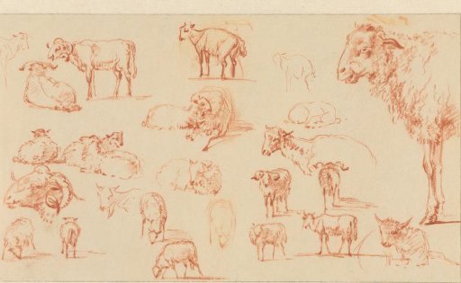 Studies of a sheep