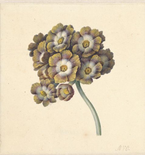 Flower Study