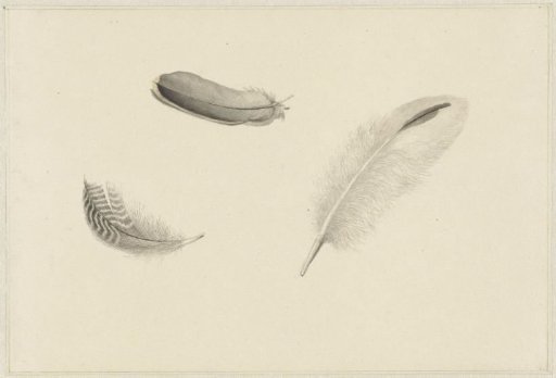 Study of three feathers