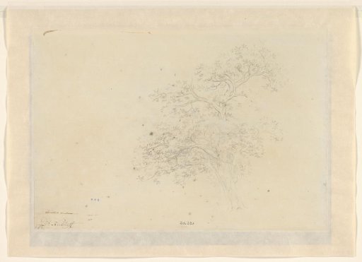 Tree Study
