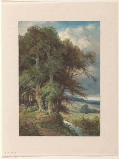 Tall trees along which a small stream flows