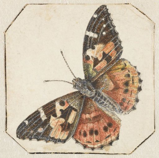 Thistle butterfly (Vanessa cardui)