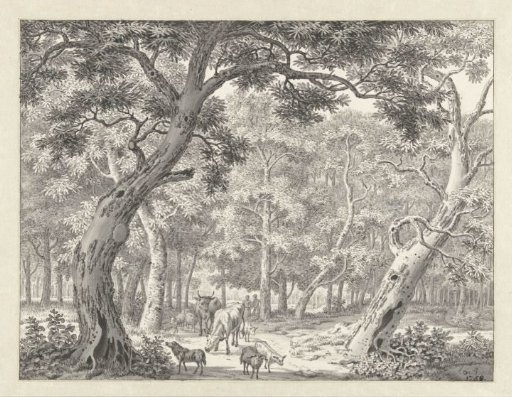 Forest view with cattle on a path