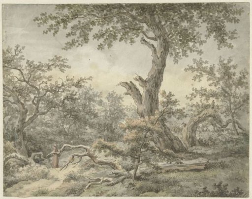 Forest landscape