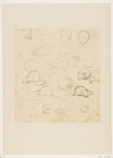 Study sheet with mice