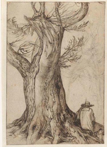 Study of a tree stump