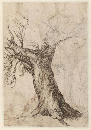 Chestnut tree with a few trees around it